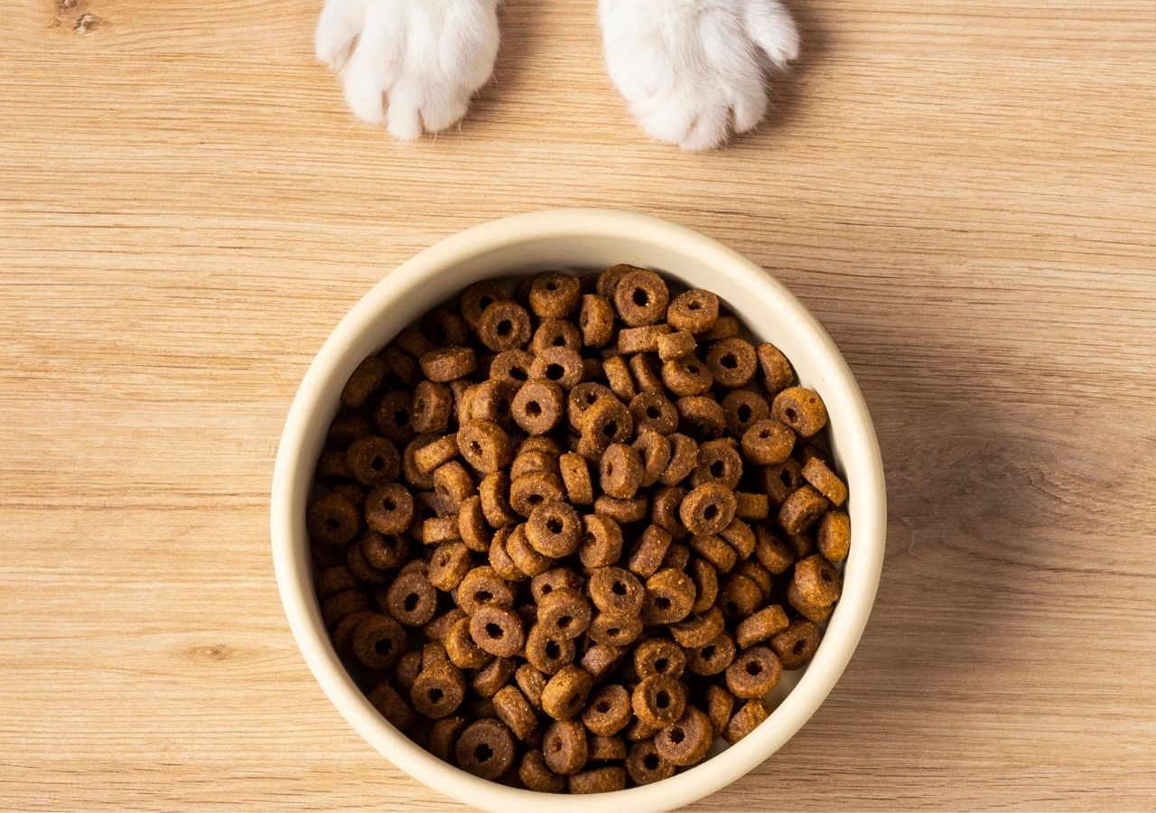 en iyi kedi maması